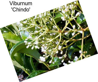 Viburnum \'Chindo\'