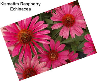 Kismettm Raspberry Echinacea