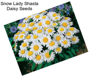 Snow Lady Shasta Daisy Seeds