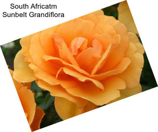 South Africatm Sunbelt Grandiflora