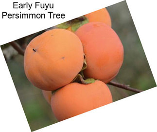 Early Fuyu Persimmon Tree