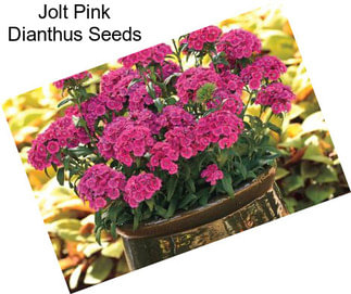 Jolt Pink Dianthus Seeds
