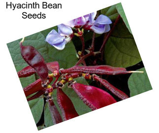 Hyacinth Bean Seeds