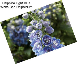 Delphina Light Blue White Bee Delphinium