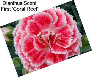 Dianthus Scent First \'Coral Reef\'