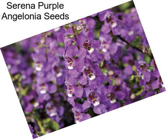 Serena Purple Angelonia Seeds