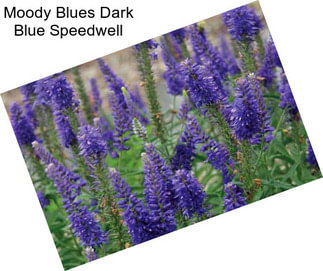 Moody Blues Dark Blue Speedwell