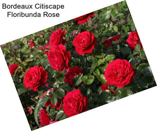 Bordeaux Citiscape Floribunda Rose