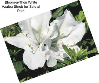 Bloom-a-Thon White Azalea Shrub for Sale at Park
