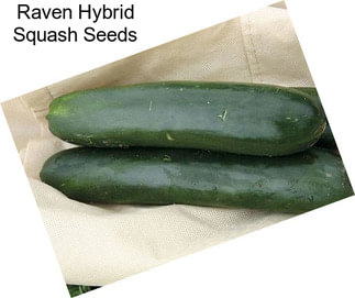 Raven Hybrid Squash Seeds