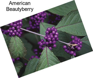 American Beautyberry