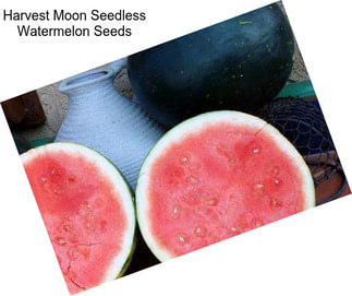 Harvest Moon Seedless Watermelon Seeds