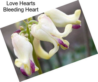 Love Hearts Bleeding Heart