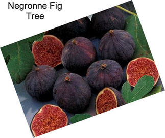 Negronne Fig Tree