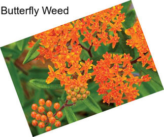 Butterfly Weed