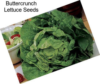 Buttercrunch Lettuce Seeds