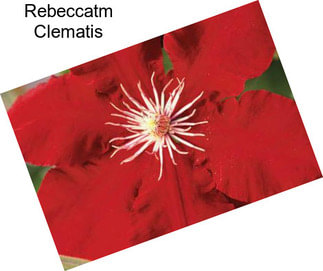 Rebeccatm Clematis