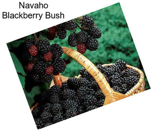 Navaho Blackberry Bush
