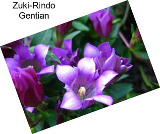 Zuki-Rindo Gentian