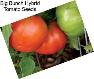 Big Bunch Hybrid Tomato Seeds
