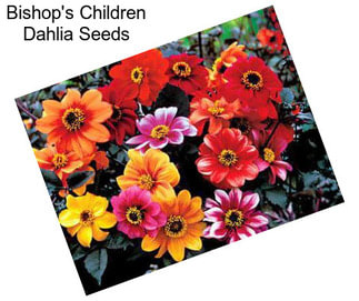 Bishop\'s Children Dahlia Seeds