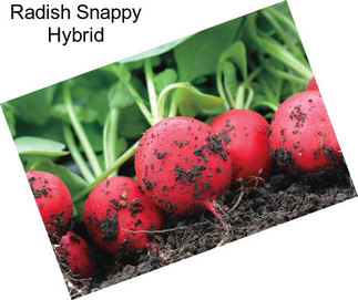 Radish Snappy Hybrid