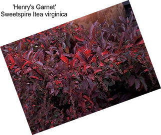 \'Henry\'s Garnet\' Sweetspire Itea virginica