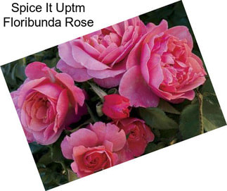 Spice It Uptm Floribunda Rose