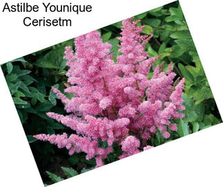 Astilbe Younique Cerisetm