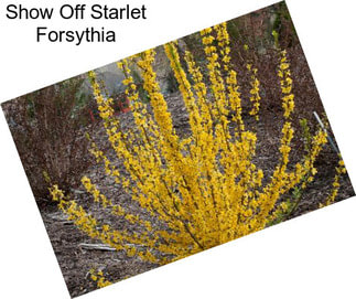 Show Off Starlet Forsythia