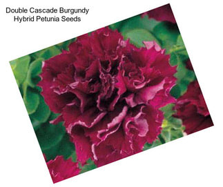 Double Cascade Burgundy Hybrid Petunia Seeds