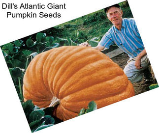Dill\'s Atlantic Giant Pumpkin Seeds