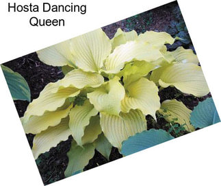 Hosta Dancing Queen