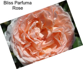 Bliss Parfuma Rose