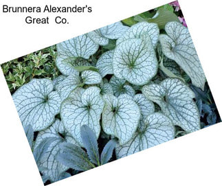 Brunnera Alexander\'s Great  Co.