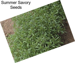 Summer Savory Seeds