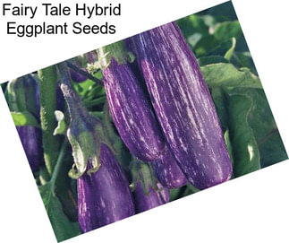 Fairy Tale Hybrid Eggplant Seeds