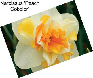 Narcissus \'Peach Cobbler\'