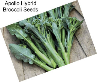 Apollo Hybrid Broccoli Seeds