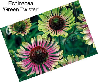 Echinacea \'Green Twister\'