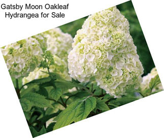 Gatsby Moon Oakleaf Hydrangea for Sale