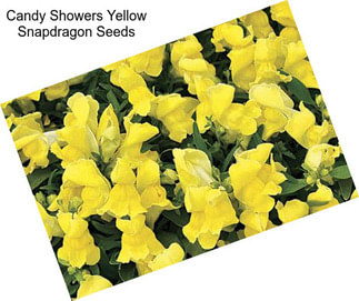 Candy Showers Yellow Snapdragon Seeds