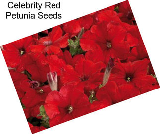 Celebrity Red Petunia Seeds