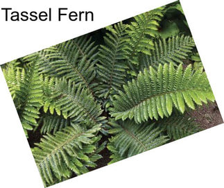 Tassel Fern