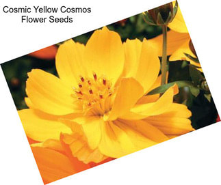 Cosmic Yellow Cosmos Flower Seeds