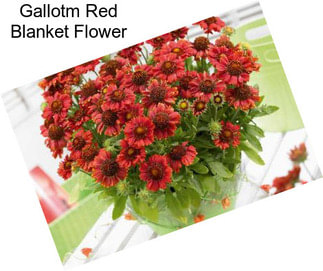 Gallotm Red Blanket Flower