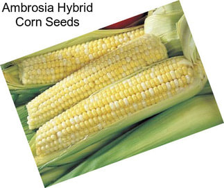 Ambrosia Hybrid Corn Seeds