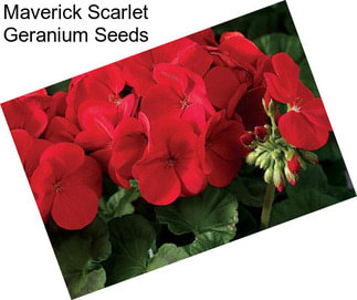 Maverick Scarlet Geranium Seeds