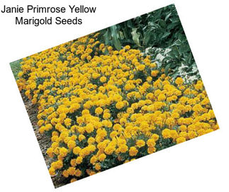 Janie Primrose Yellow Marigold Seeds
