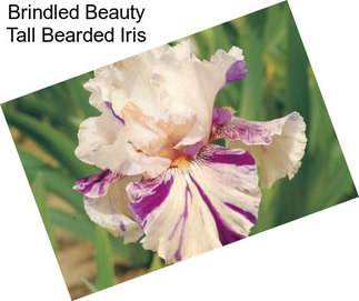 Brindled Beauty Tall Bearded Iris